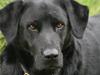 Labrador retriever Buster