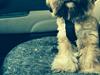 Shih tzu Carlo