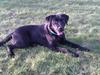 Labrador retriever Sally
