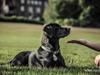 Labrador retriever Ester