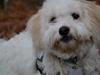 Coton de tulear Bimmer