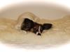 Papillon Alberte Demanture my dream.