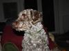 Blanding af racer Balou