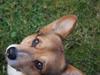 Welsh corgi pembroke Gaucho
