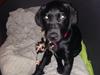 Labrador retriever Yoda