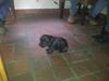 Field Trial Cockerspaniel molly
