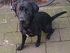 Labrador retriever Cato