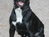 Blanding af racer Trixi (tidl hund)