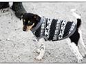 Dansk svensk gaardhund Balou