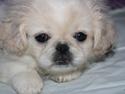 Pekingeser Disney