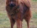 Eurasier Zicata's Oxx of Oki "TAIYO"