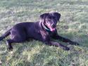 Labrador retriever Sally