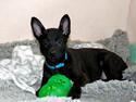 Hollandsk hyrdehund Havrevingen´s Morten (RIP)