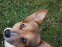 Welsh corgi pembroke Gaucho
