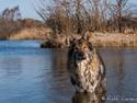 Tjekkoslovakisk ulvehund Roko