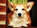 Welsh corgi pembroke Hashfan Cille (Himmelhund)