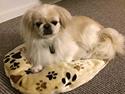 Pekingeser Luca