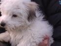 Coton de tulear Bucha