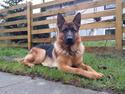Schæferhund Kato