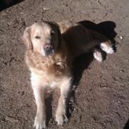 Golden retriever Tjilli