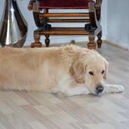 Golden retriever Tjilli
