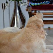 Golden retriever Tjilli