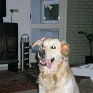 Golden retriever Tjilli