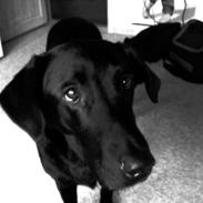 Labrador retriever Carlos