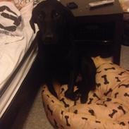 Labrador retriever Carlos