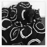 Labrador retriever Carlos