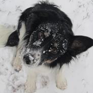 Border collie Mille