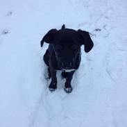 Blanding af racer Gismo