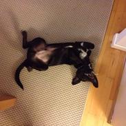 Blanding af racer Gismo