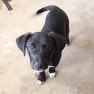 Blanding af racer Gismo