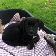 Blanding af racer Gismo