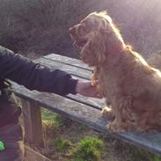 Cocker spaniel Nova