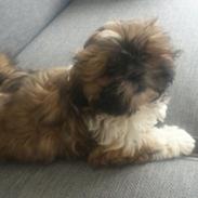 Shih tzu Malou