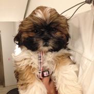 Shih tzu Malou