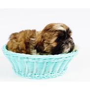 Shih tzu Malou