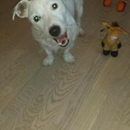 Jack russell terrier Charlie