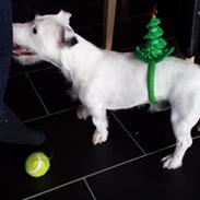 Jack russell terrier Charlie