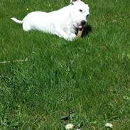 Jack russell terrier Charlie