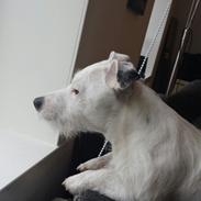 Jack russell terrier Charlie