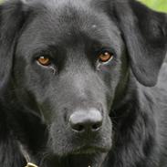 Labrador retriever Buster