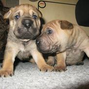Shar pei Royal