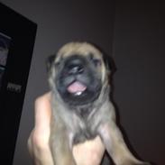 Shar pei Royal