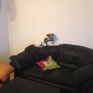 Jack russell terrier Bobo