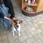 Jack russell terrier Bobo