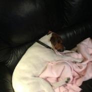 Jack russell terrier Bobo