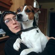 Jack russell terrier Bobo